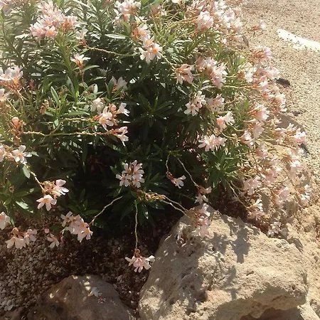 Semesterbostad Alice Paphos