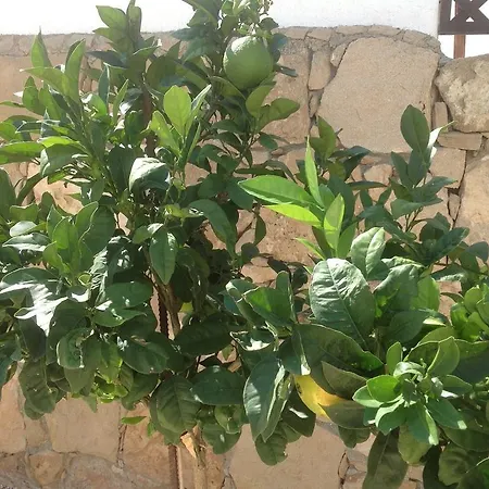 Alice *