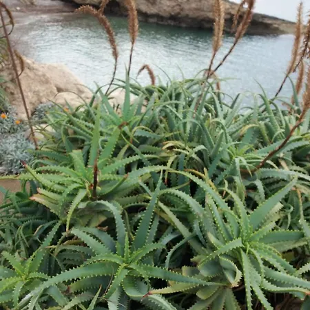 Alice * Paphos